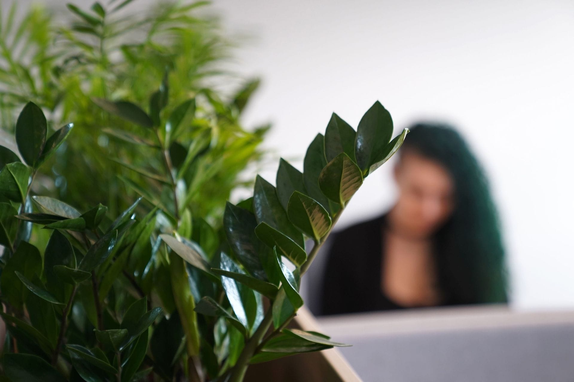 planta og blörraður bakgrunnur